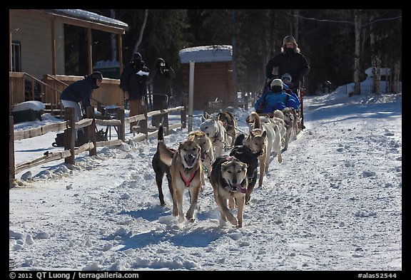 Huskies pulling sled as spectators watch. Chena Hot Springs, Alaska, USA (color)