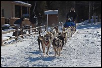 Huskies pulling sled as spectators watch. Chena Hot Springs, Alaska, USA (color)