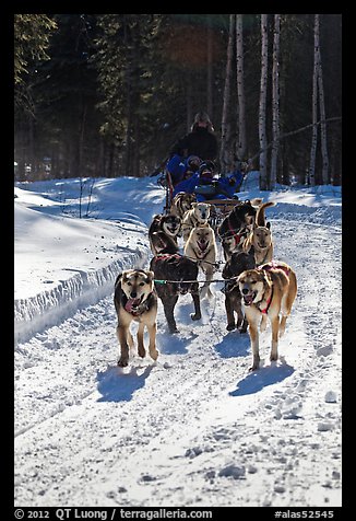 Dog mushing team on forest trail. Chena Hot Springs, Alaska, USA