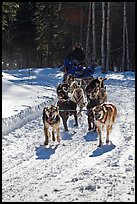 Dog mushing team on forest trail. Chena Hot Springs, Alaska, USA ( color)