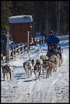 Recreational dog sledding. Chena Hot Springs, Alaska, USA