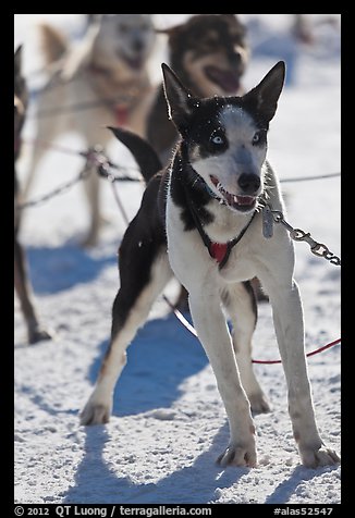 Husky dogs. Chena Hot Springs, Alaska, USA