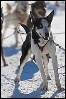 Husky dogs. Chena Hot Springs, Alaska, USA (color)