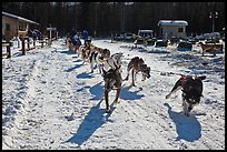 Sleg dog team pulling hard. Chena Hot Springs, Alaska, USA (color)