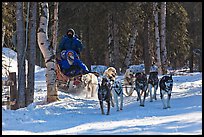 Musher and passengers pulled by dog team. Chena Hot Springs, Alaska, USA ( color)