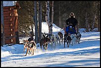 Dog mushing. Chena Hot Springs, Alaska, USA (color)