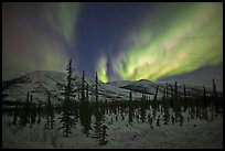 Aurora Borealis illuminating winter sky and forest. Alaska, USA ( color)