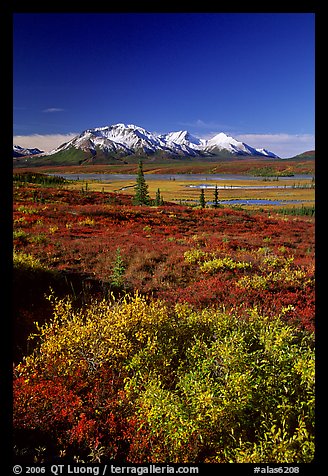 Tundra in fall colors and snow covered peaks. Alaska, USA