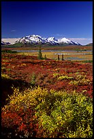 Tundra in fall colors and snow covered peaks. Alaska, USA