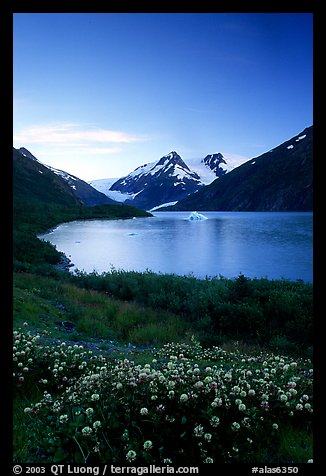 Wildflowers and Portage Lake at dusk. Alaska, USA