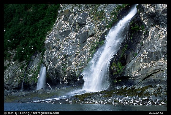 Waterfall and Seabirds. Prince William Sound, Alaska, USA (color)