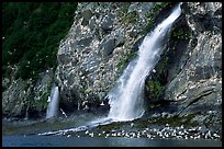 Waterfall and Seabirds. Prince William Sound, Alaska, USA