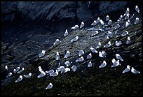 Seabirds on rock. Prince William Sound, Alaska, USA