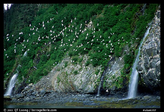 Waterfalls and Seabirds. Prince William Sound, Alaska, USA