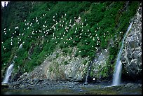 Waterfalls and Seabirds. Prince William Sound, Alaska, USA ( color)