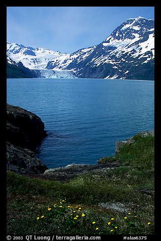 Lupine, mountains, and glaciers across Harriman Fjord. Prince William Sound, Alaska, USA