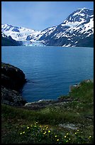 Lupine, mountains, and glaciers across Harriman Fjord. Prince William Sound, Alaska, USA