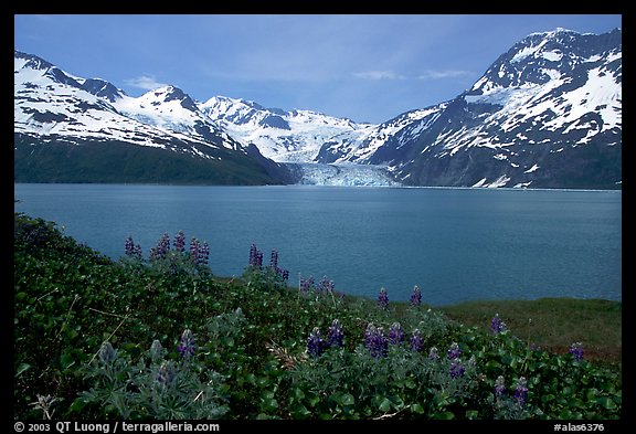 Lupine, mountains, and glaciers across Harriman Fjord. Prince William Sound, Alaska, USA