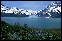 Lupine, mountains, and glaciers across Harriman Fjord. Prince William Sound, Alaska, USA