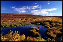 Tundra in autum colors and pond. Alaska, USA