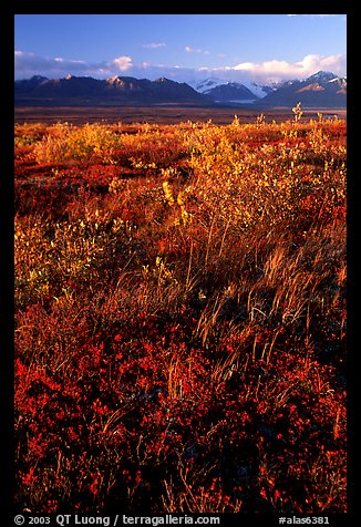 Tundra and mountains and sunset. Alaska, USA (color)