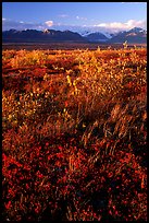 Tundra and mountains and sunset. Alaska, USA