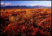 Tundra and mountains at sunset. Alaska, USA