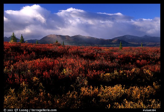 Tundra in fall colors  and mountains at sunset. Alaska, USA