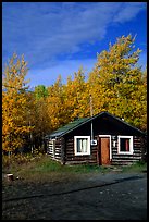 Log cabin and trees in fall color. Alaska, USA ( color)