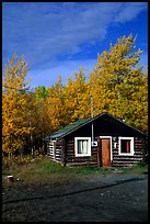 Log cabin and trees in fall color. Alaska, USA (color)