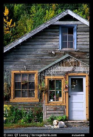 Dog in front of house in Copper Center. Alaska, USA