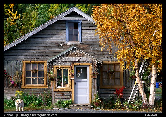 Dog in front of house in Copper Center. Alaska, USA (color)