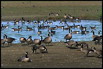 Migrating birds at Creamer's field. Fairbanks, Alaska, USA