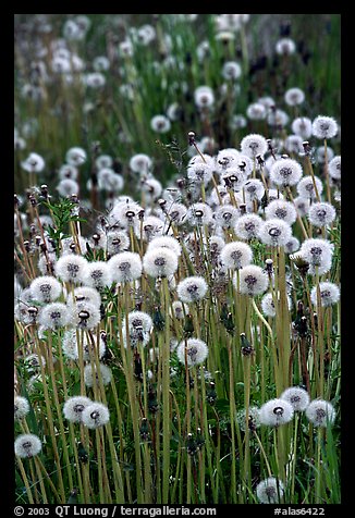 Dandelion seeds. Alaska, USA (color)