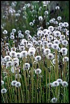 Dandelion seeds. Alaska, USA (color)