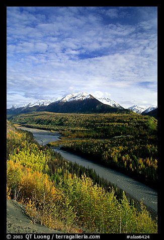 Autumn Aspens and Chugach range, late afternoon. Alaska, USA