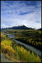 Autumn Aspens and Chugach range, late afternoon. Alaska, USA (color)