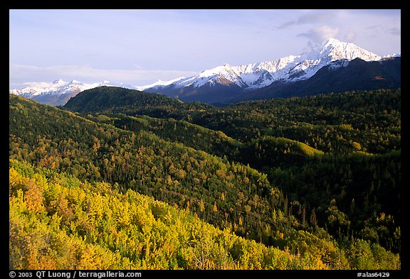 Aspens in fall colors and Chugach mountain, late afternoons. Glenn Highway, Central Alaska, USA