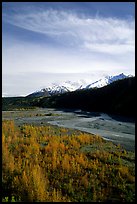 Aspens in fall colors,  Chugach mountains, winding river. Alaska, USA (color)