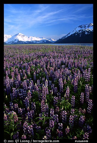 Lupine and mountains near Portage. Alaska, USA