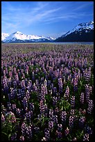 Lupine patch and mountains near Portage. Alaska, USA ( color)