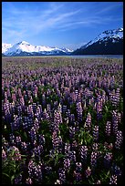 Lupine patch and mountains near Portage. Alaska, USA