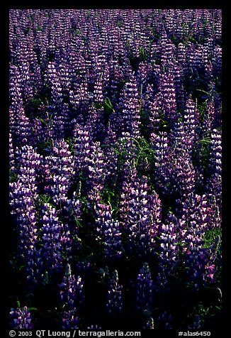 Thick growing lupine. Alaska, USA (color)