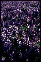 Thick growing lupine. Alaska, USA ( color)