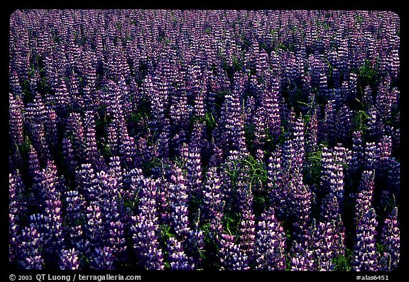 Dense lupine patch. Alaska, USA (color)