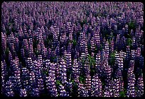 Dense lupine patch. Alaska, USA