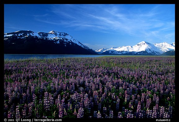 Lupine and snowy mountains near Portage. Alaska, USA