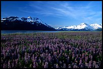 Lupine and snowy mountains near Portage. Alaska, USA (color)