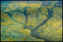 Aerial view of Dall River tributaries. Alaska, USA ( color)