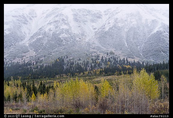 Trees in autumn foliage and snowy slopes, Rainbow Mountain. Alaska, USA (color)